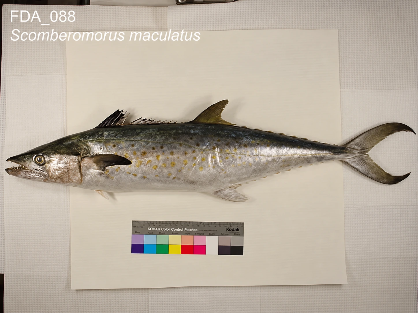 Fresh Spanish mackerel, known locally as batang, displayed for sale