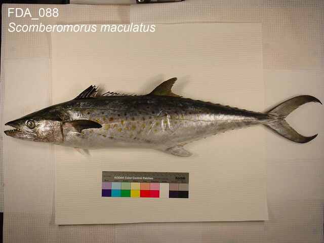 Fresh Spanish mackerel, known locally as batang, displayed for sale