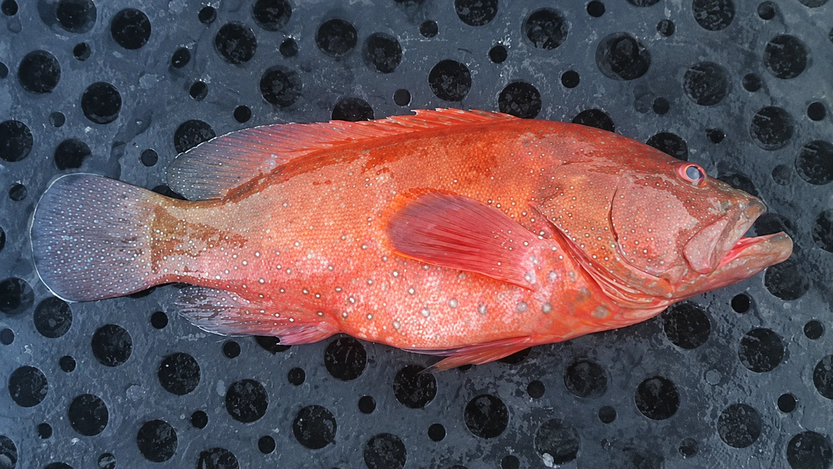 Fresh red grouper from a fish market