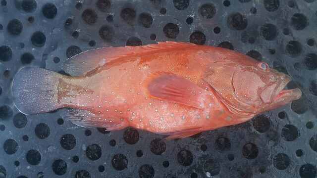 Fresh red grouper from a fish market