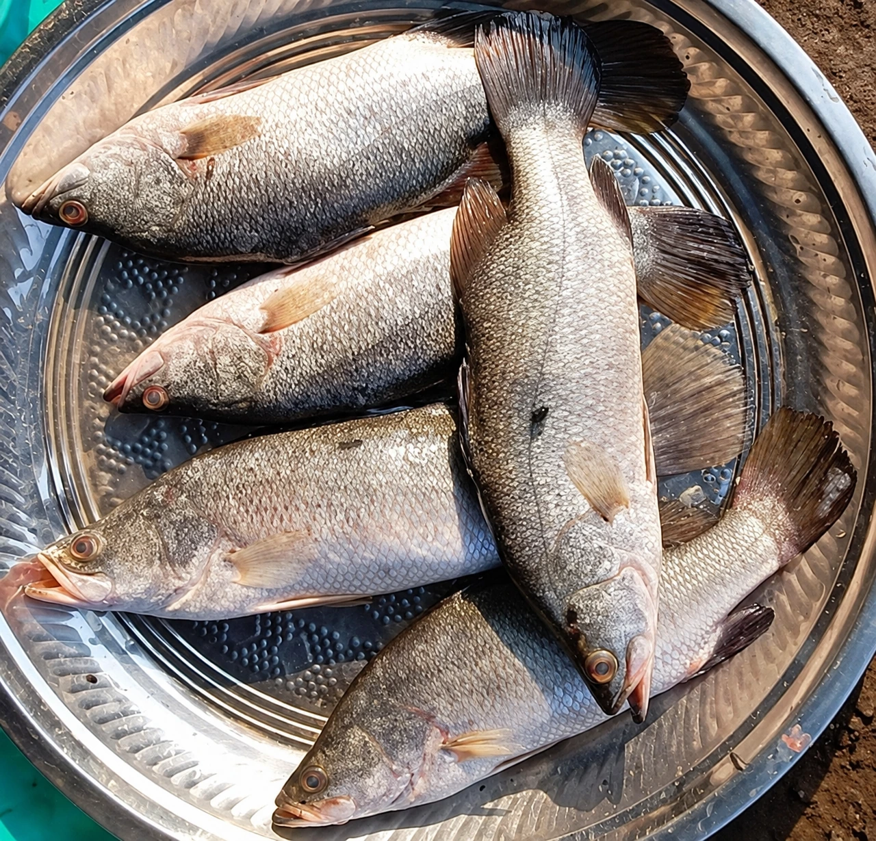Fresh Asian seabass displayed at a market stall