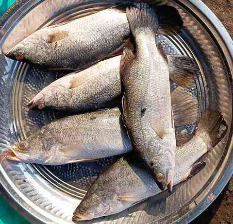 Fresh Asian seabass displayed at a market stall
