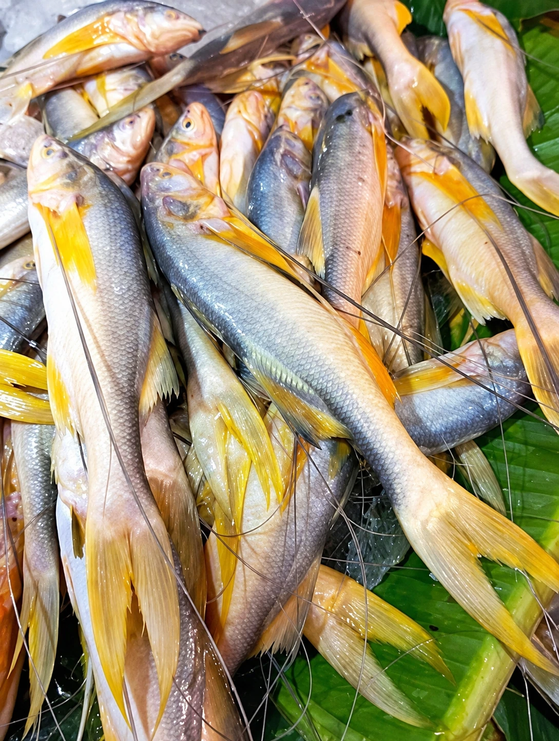 Fresh threadfin displayed for sale at a market